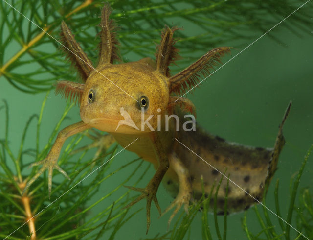 Kamsalamander (Triturus cristatus)