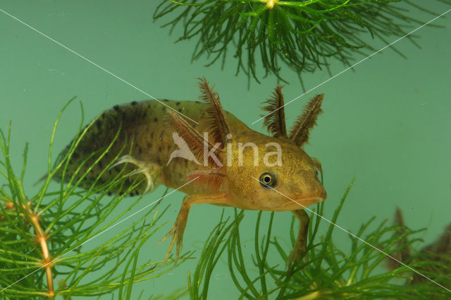 Kamsalamander (Triturus cristatus)