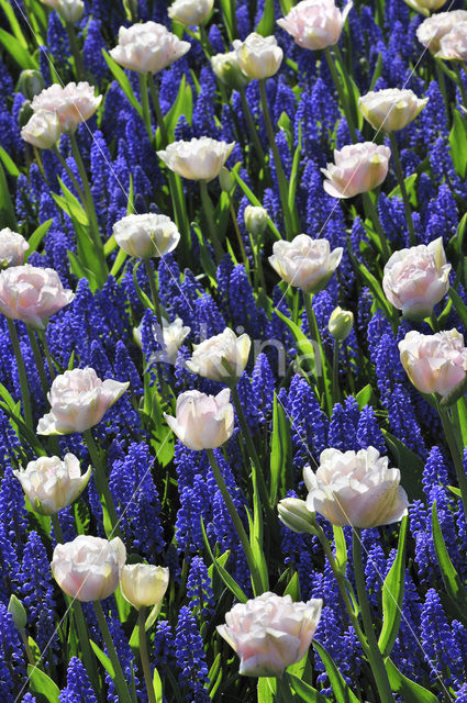 Keukenhof