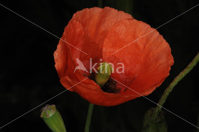 Poppy (Papaver spec.)