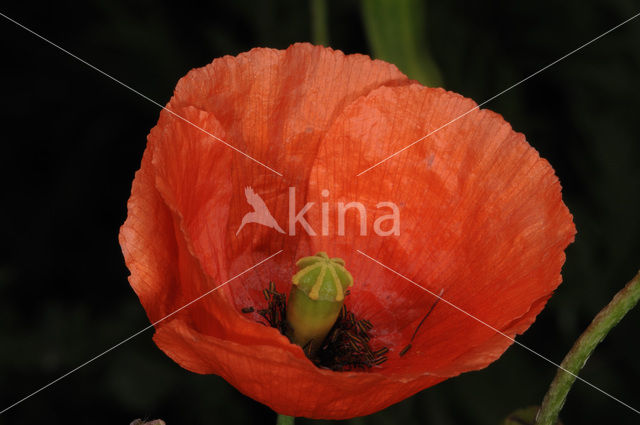 Poppy (Papaver spec.)