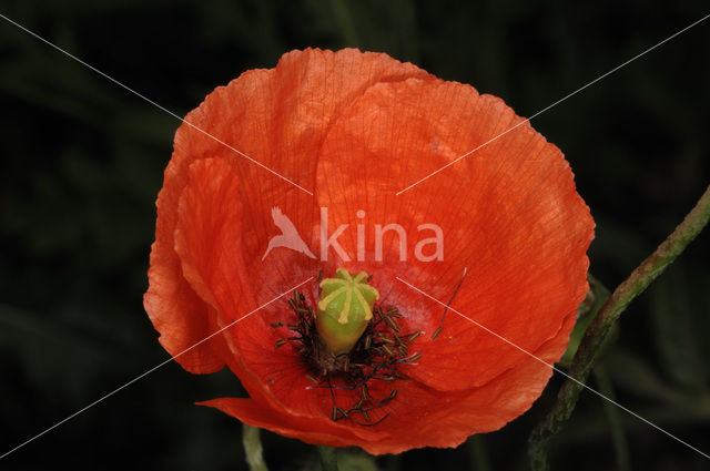 Poppy (Papaver spec.)