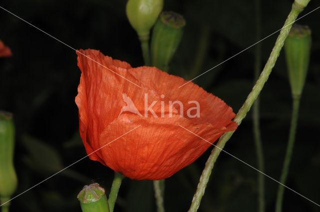 Poppy (Papaver spec.)