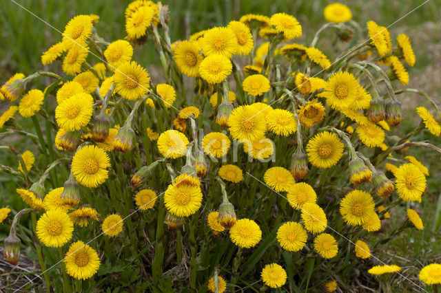 Coltsfoot (Tussilago farfara)