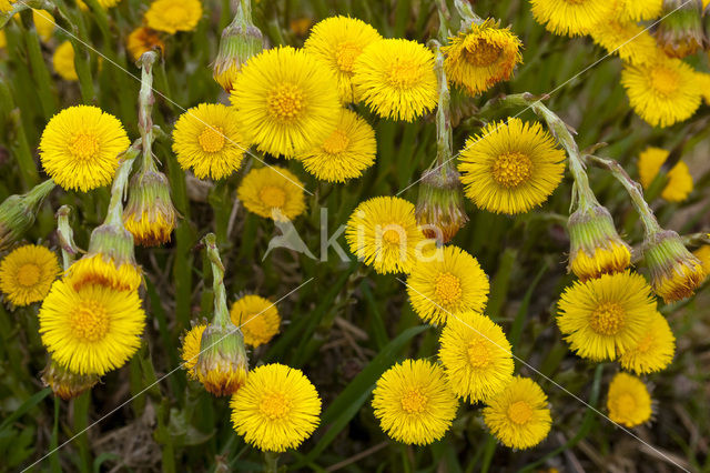 Klein hoefblad (Tussilago farfara)