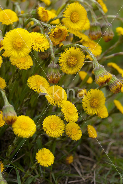 Klein hoefblad (Tussilago farfara)