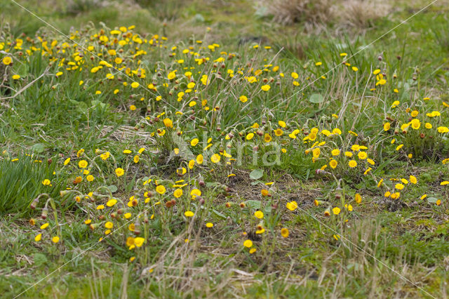 Klein hoefblad (Tussilago farfara)