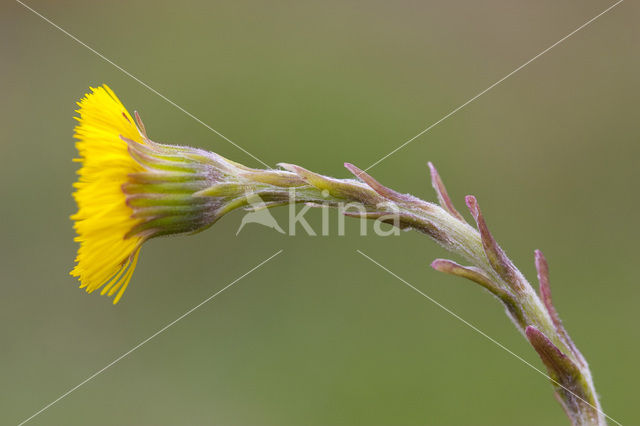 Klein hoefblad (Tussilago farfara)