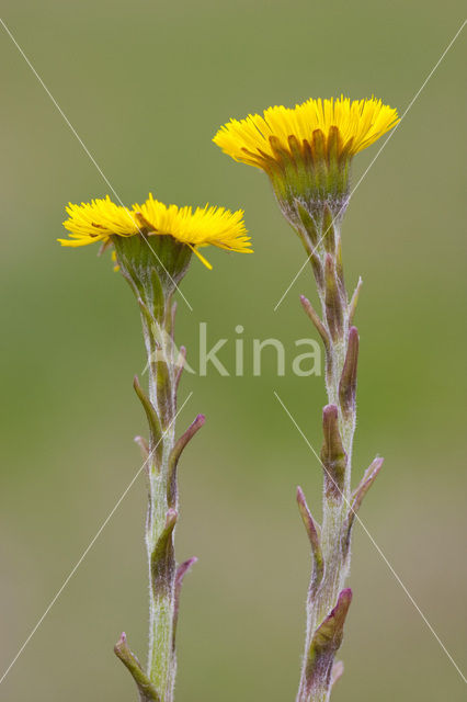 Klein hoefblad (Tussilago farfara)