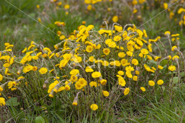 Klein hoefblad (Tussilago farfara)