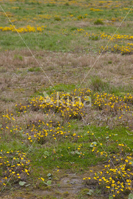 Klein hoefblad (Tussilago farfara)