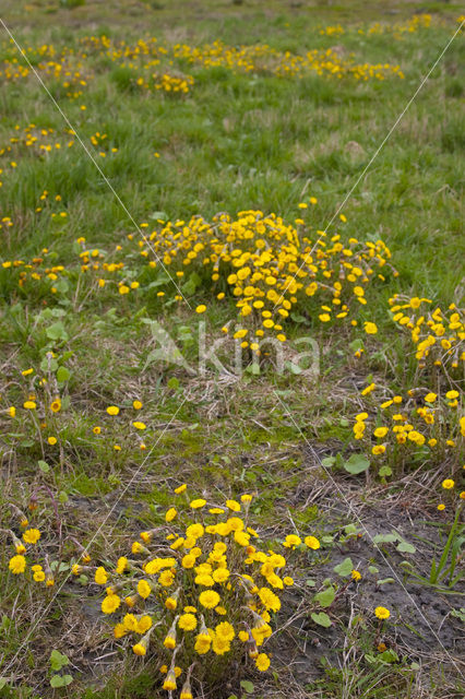 Coltsfoot (Tussilago farfara)