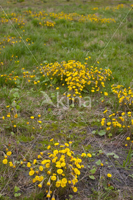 Klein hoefblad (Tussilago farfara)