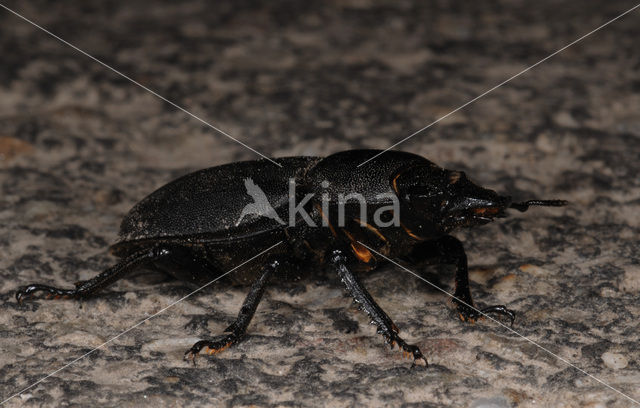 Small Stag Beetle (Dorcus parallelipipedus)