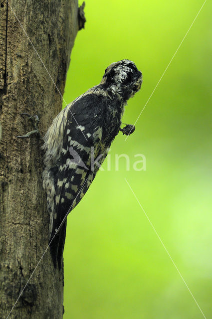Kleine Bonte Specht (Dendrocopos minor)
