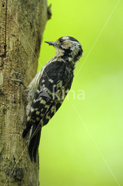 Kleine Bonte Specht (Dendrocopos minor)