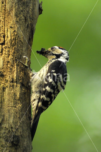 Kleine Bonte Specht (Dendrocopos minor)