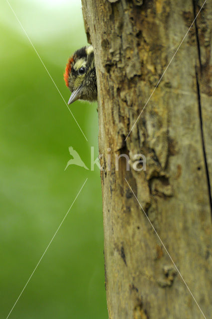 Kleine Bonte Specht (Dendrocopos minor)