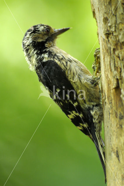 Kleine Bonte Specht (Dendrocopos minor)