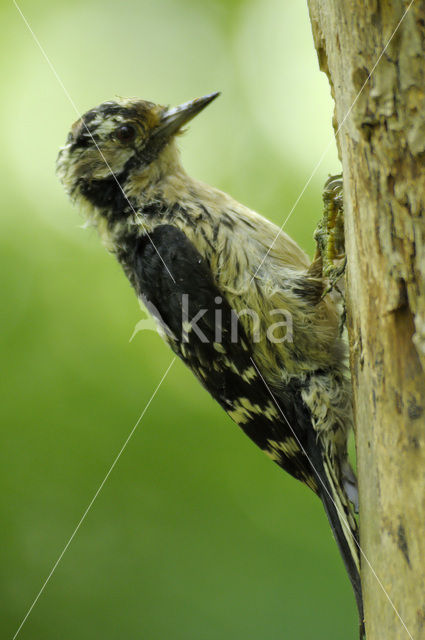 Kleine Bonte Specht (Dendrocopos minor)