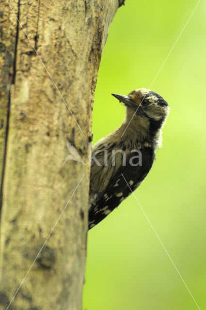 Lesser Spotted Woodpecker (Dendrocopos minor)