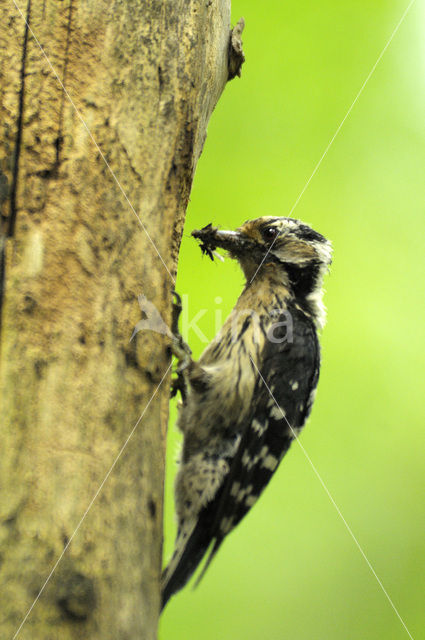 Kleine Bonte Specht (Dendrocopos minor)