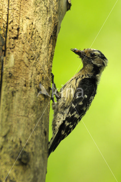 Lesser Spotted Woodpecker (Dendrocopos minor)