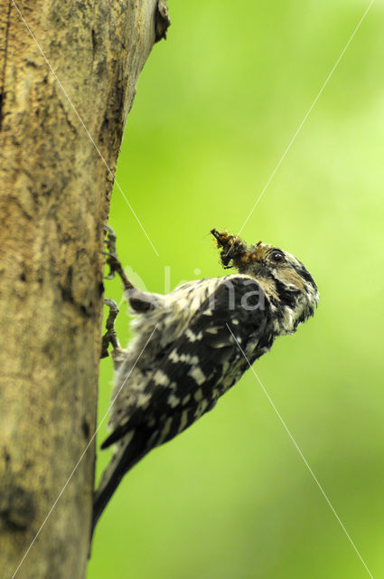 Lesser Spotted Woodpecker (Dendrocopos minor)