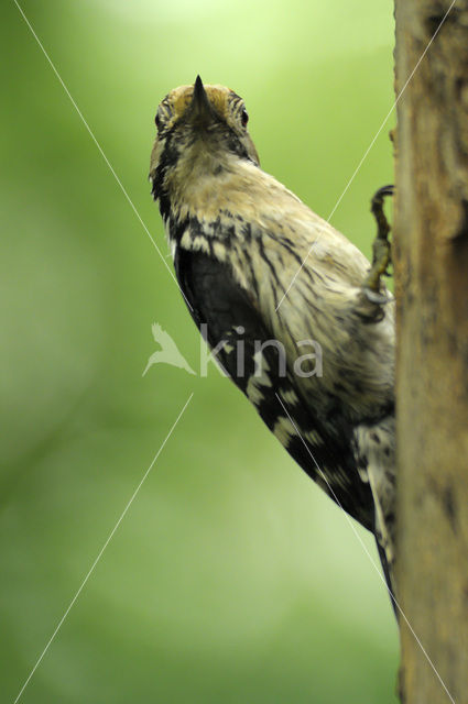 Lesser Spotted Woodpecker (Dendrocopos minor)