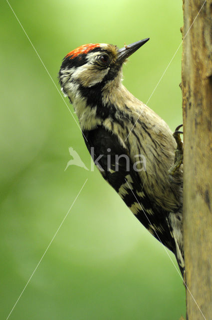 Lesser Spotted Woodpecker (Dendrocopos minor)