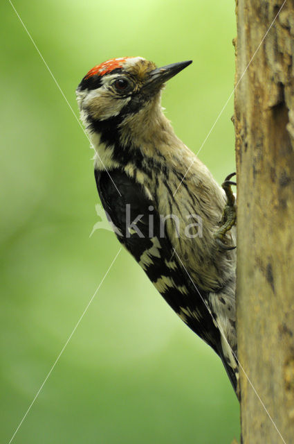 Kleine Bonte Specht (Dendrocopos minor)