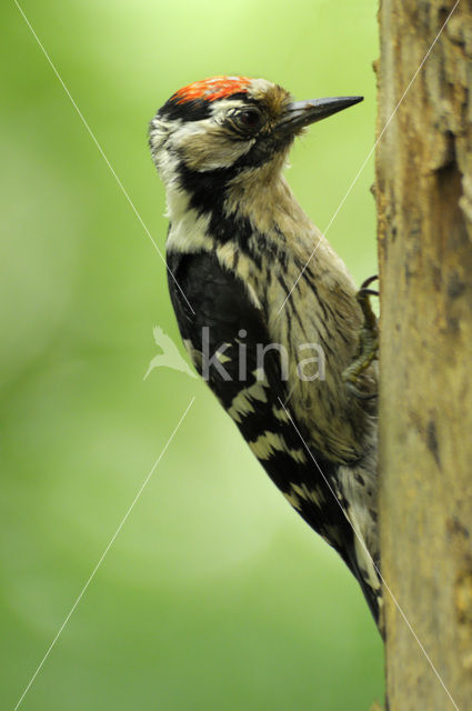 Kleine Bonte Specht (Dendrocopos minor)