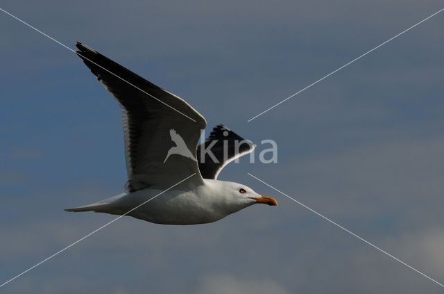 Lesser Black-backed Gull (Larus fuscus)