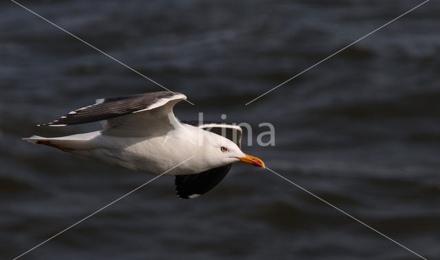 Lesser Black-backed Gull (Larus fuscus)