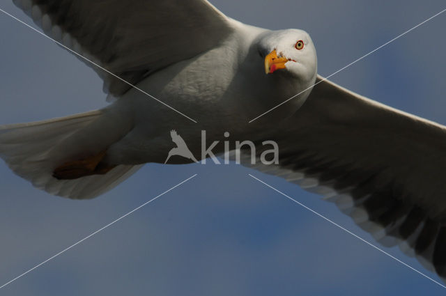 Lesser Black-backed Gull (Larus fuscus)