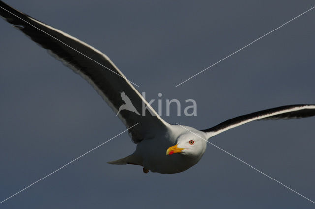 Lesser Black-backed Gull (Larus fuscus)