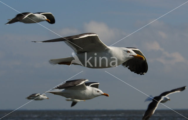 Lesser Black-backed Gull (Larus fuscus)