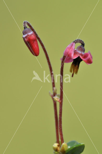 Kleine Veenbes (Vaccinium oxycoccos)