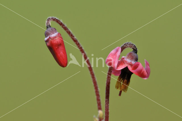 Kleine Veenbes (Vaccinium oxycoccos)