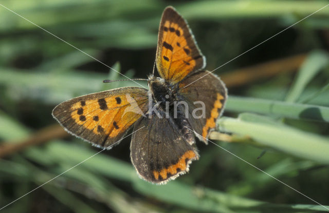 Small Copper (Lycaena phlaeas)