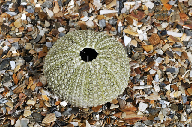 Shore sea urchin (Psammechinus miliaris)