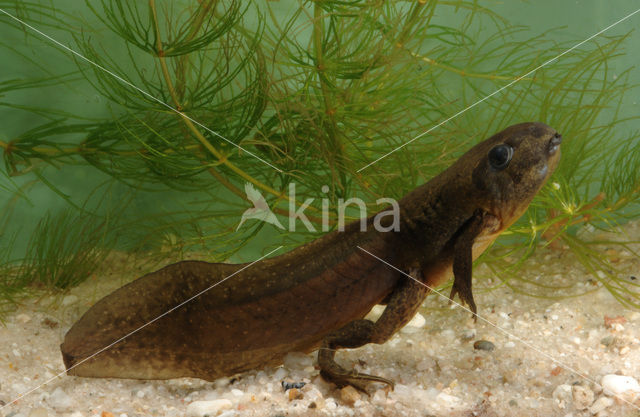 Knoflookpad (Pelobates fuscus)