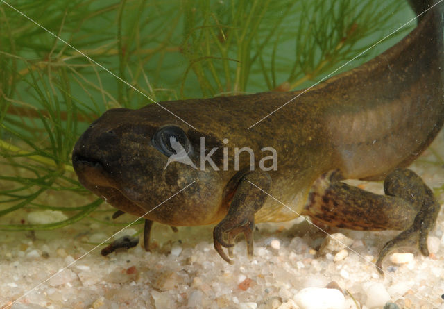 Knoflookpad (Pelobates fuscus)