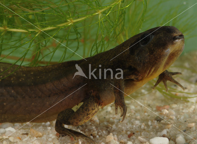 Knoflookpad (Pelobates fuscus)