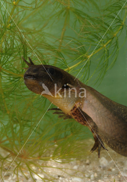 Knoflookpad (Pelobates fuscus)