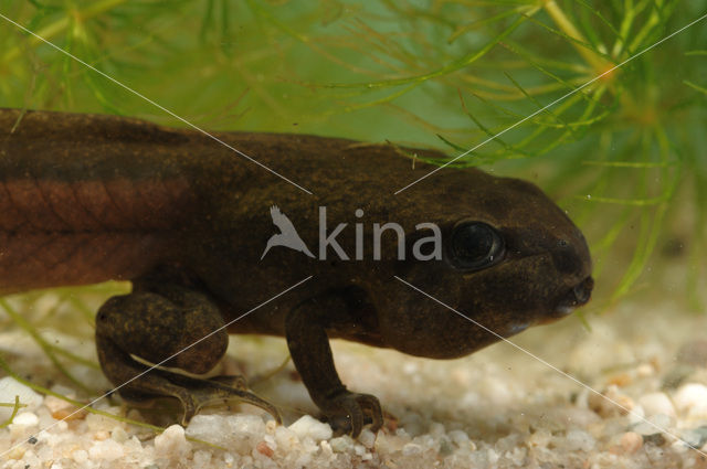 Knoflookpad (Pelobates fuscus)