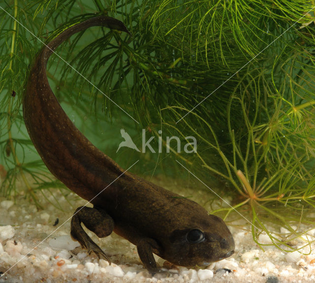 Common Spadefoot Toad (Pelobates fuscus)