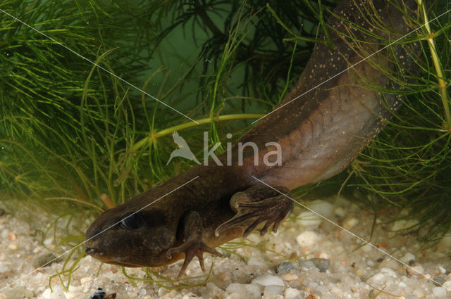 Knoflookpad (Pelobates fuscus)