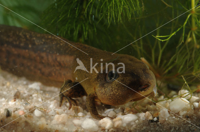 Common Spadefoot Toad (Pelobates fuscus)