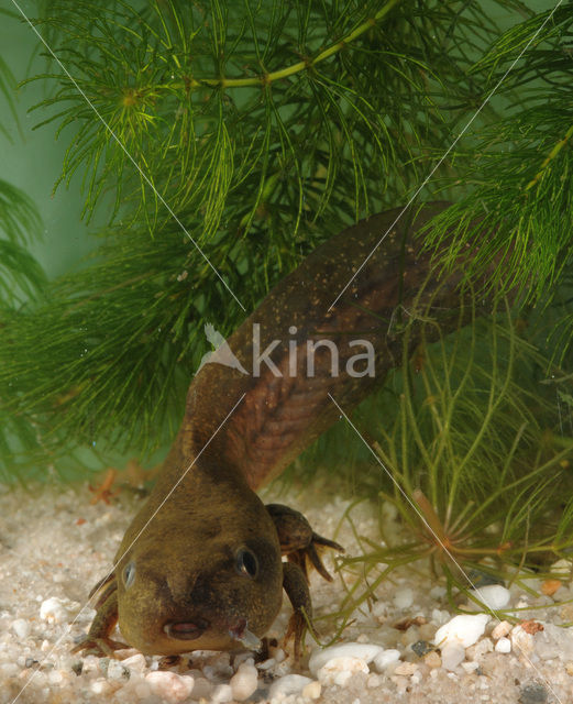 Knoflookpad (Pelobates fuscus)